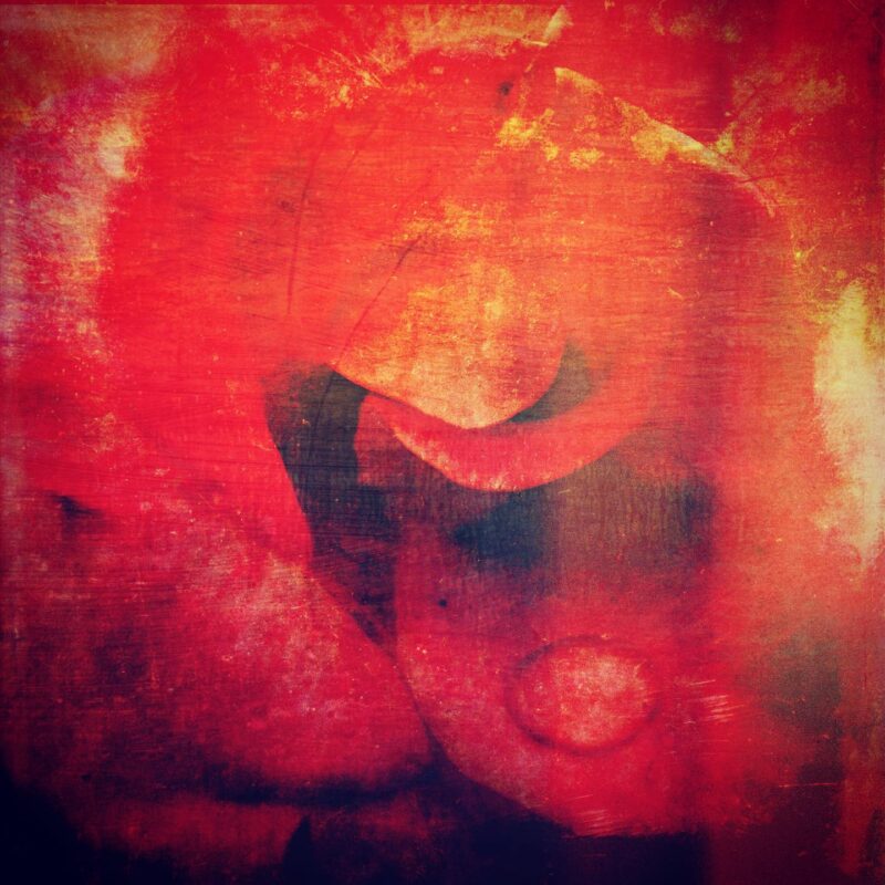 雨水が薔薇に雫として乗る。