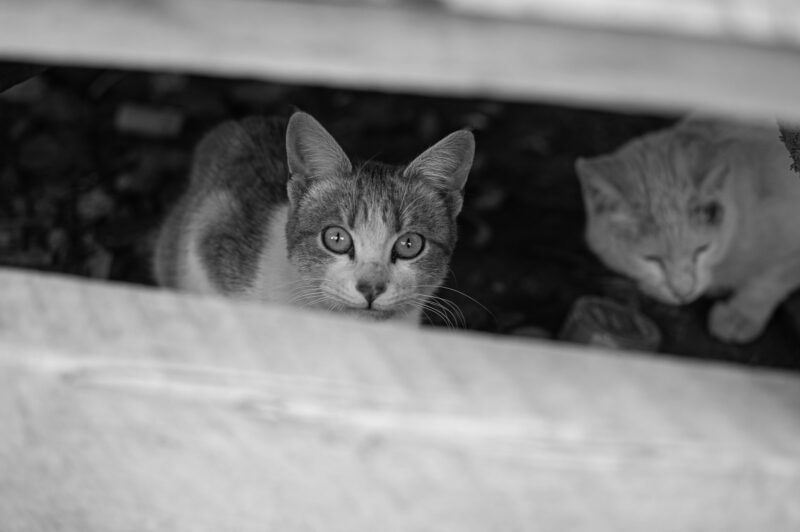 カバートアグレッション