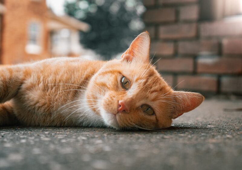 an orange and white cat laying on the ground