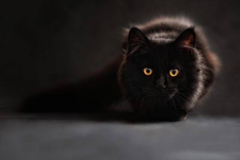 maine coon, cat, cat's eyes, animal, black cat, animal portrait, zoom background, kitty, pet, feline, domestic cat, cat portrait
